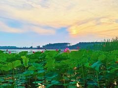 -丁香湖公园
