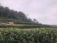 -中国茶叶博物馆(双峰馆区)
