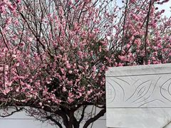 -石家庄市植物园