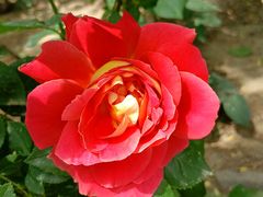 -莲花池公园