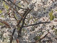 -桃花堤公园