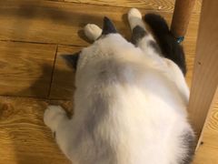 -Cappucimeow猫咪咖啡馆(韦伯时代店)