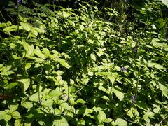 -龙坑生态保护区