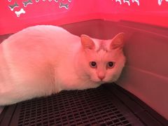 -瑞派福兴宠物医院犬猫全科·骨科·中西医结合(河东店)