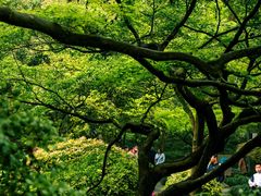 -杭州植物园