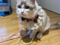 -啵啵喵·猫咖(攀华国际店)