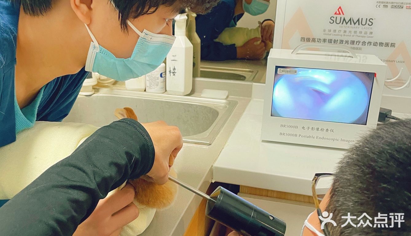 萌兔的一场健康之旅🚢｜关忠动物医院🏥