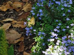 -深圳国际园林花卉博览园