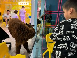 点击看大图 -神奇动物撸宠馆·羊驼·小浣熊·异宠(豫园店)