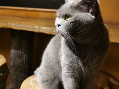 -猫猫幼稚园·撸猫·桌游·电玩