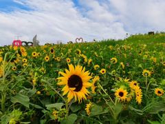 -紫颐香薰山谷景区