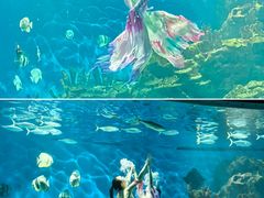 -海合安武汉极地海洋公园