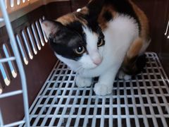 -宠颐生猫科·内科皮肤科(西平世纪城店)