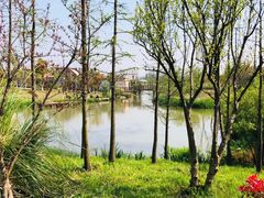 -上海长兴岛郊野公园