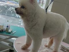 -北京观赏动物医院·24小时大型综合·猫专科·异宠专科