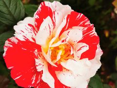 -鹅湖玫瑰文化园