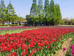 -杭州湾海上花田景区