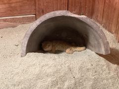 -上海大自然野生昆虫馆(东方明珠·爬宠昆虫探索中心)