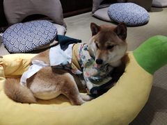 -逗柴咖啡屋·狗咖猫咖宠物桌游