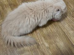 -北京观赏动物医院·24小时大型综合·猫专科·异宠专科