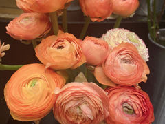 -HELEN FLORAL DESIGN(海上世界文化艺术中心店)
