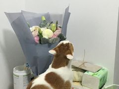 -双季花艺园艺市场(浦东店)