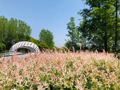 -同里国家湿地公园