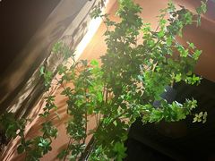 -泰·菩提树下[泰式按摩x精油SPAx肩颈头疗](新景店)