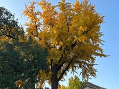 -泰山风景名胜区-普照寺
