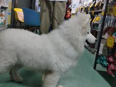 -东方动物医院·宠保定点·骨科·转诊中心(春城路·昆明站分院)