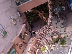 -陕西自然博物馆