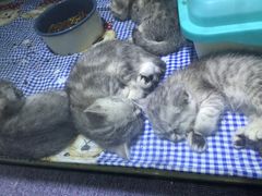 -喵的天空名猫咖啡馆·撸猫·猫舍·用品