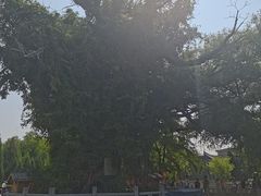 -大槐树寻根祭祖园