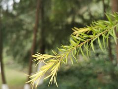 -铁山坪森林公园