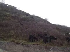 -阿坝州汶川特别旅游区