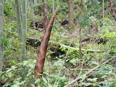 -宁波五龙潭景区