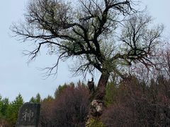 -塞罕坝国家级自然保护区