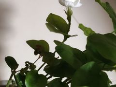 -比格比萨自助(新辰里学清路店)