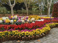 -上海共青森林公园