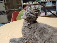 -PETKIT 小佩宠物·德文赛凯猫舍