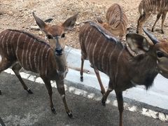 -清迈夜间动物园