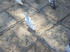 -白城沙滩