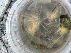 -DGE季风钓虾营地·团建·聚会