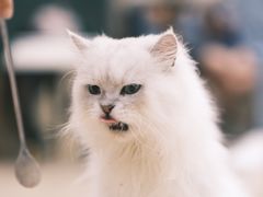 -安格丽娜·狗咖·猫咖羊驼咖(春熙路百盛商场店)