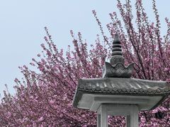 -西安青龙寺遗址景区