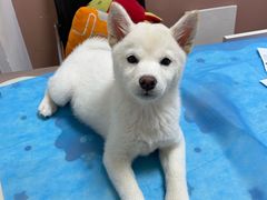 -乖乖宠物医院·猫科·骨科·24小时(云岗分院)