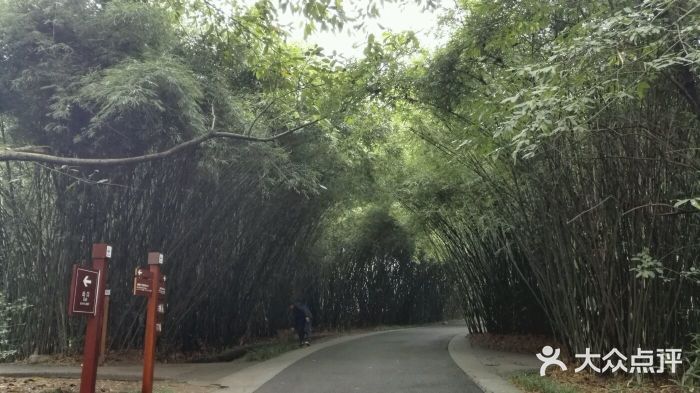 成都大熊猫繁育研究基地图片