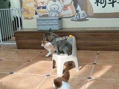 -柯斗斗主题餐厅·狗咖·围炉煮茶·茶饮(国瑞升平里店)