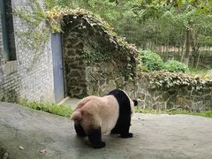 -都江堰中华大熊猫苑