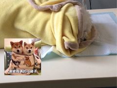 -美联众合动物医院·24h京西诊疗中心